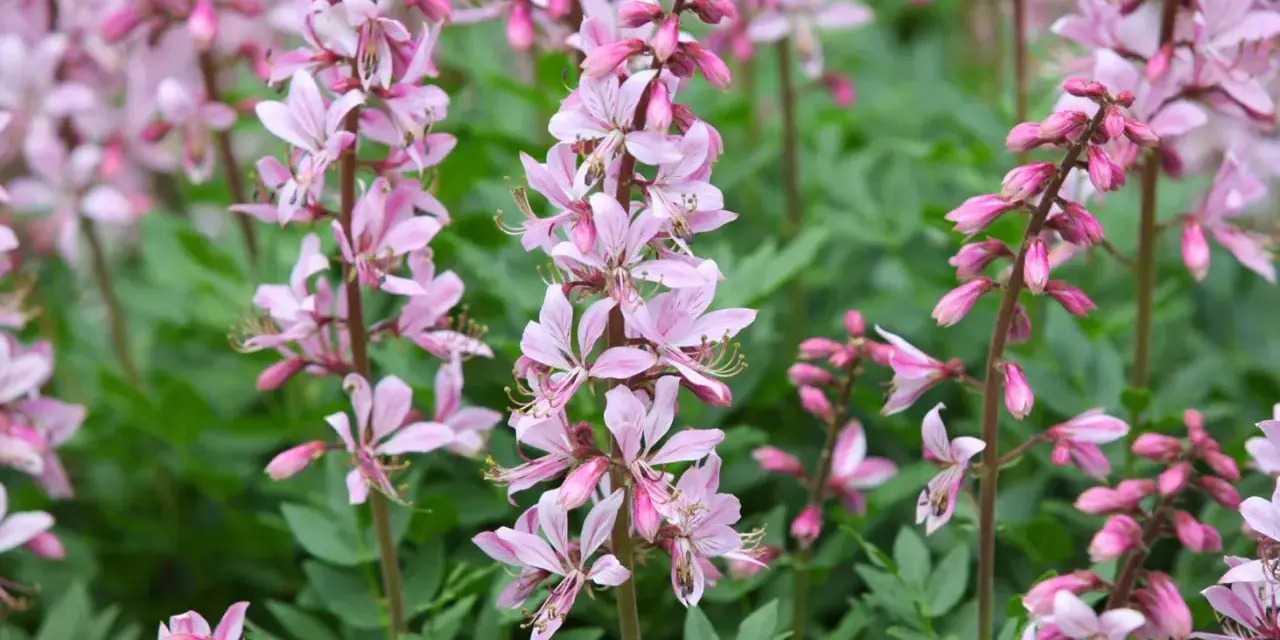 En äng med moses brinnande buske i full blom. De rosa blommorna står i kontrast till det gröna bladverket.