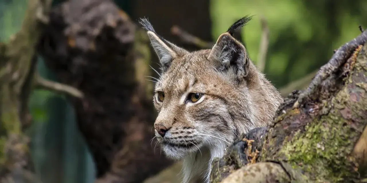 Un lynx boréal, majestueux habitant des forêts du Jura, observe attentivement son environnement depuis sa cachette dans un arbre.