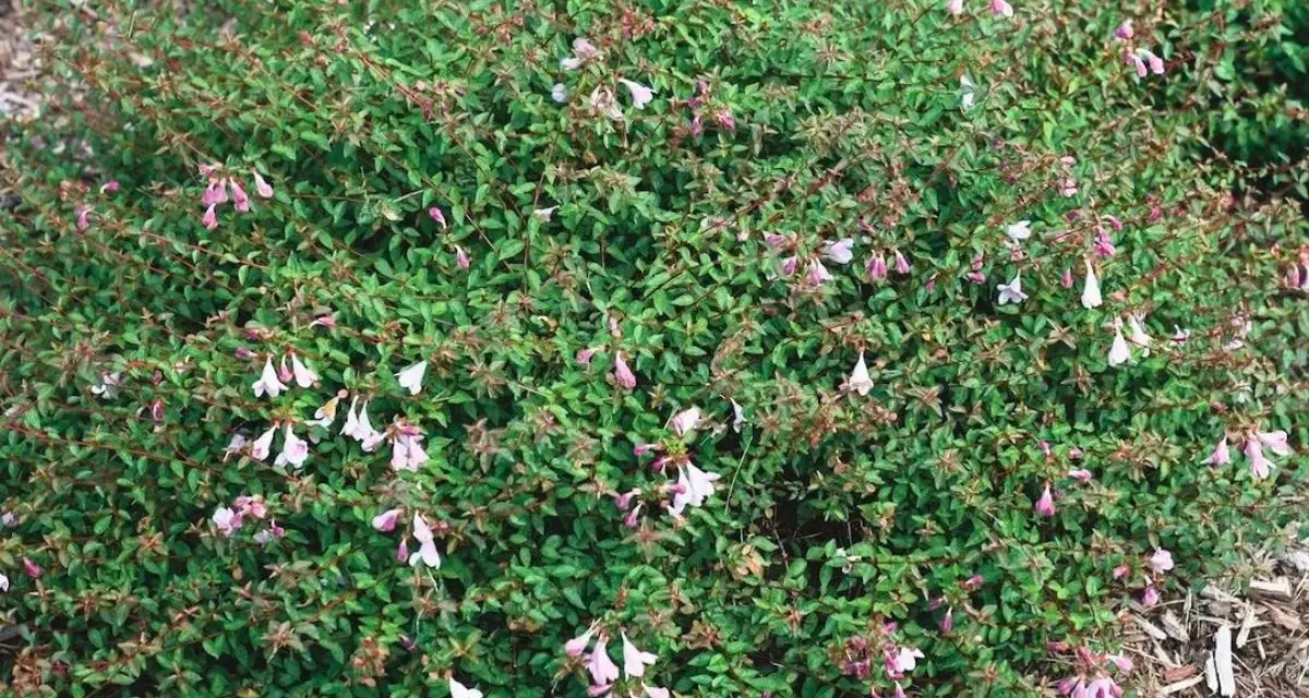 Un arbusto frondoso cubierto de pequeñas flores tubulares de color rosa pálido y blanco.