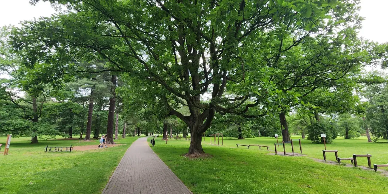 Świerklaniec park: aleja wśród zieleni, pod rozłożystym dębem, z siłownią plenerową i ławkami.
