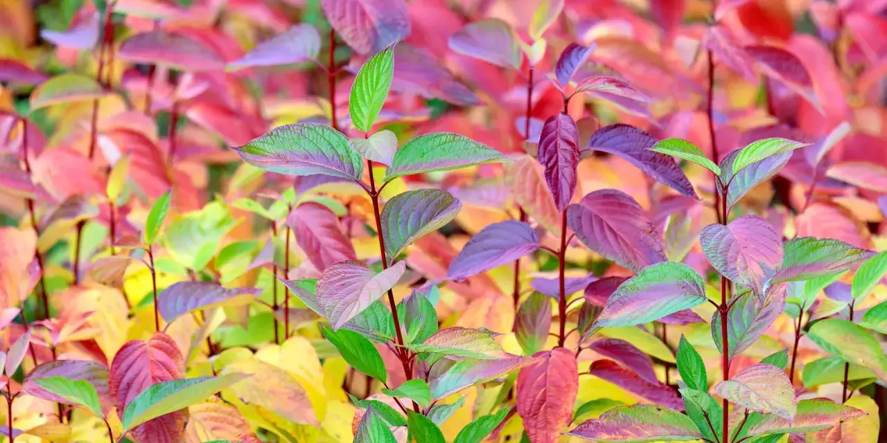 Bunte Blätter eines Hartriegels, die zum **Hartriegel schneiden** im Herbst einladen.