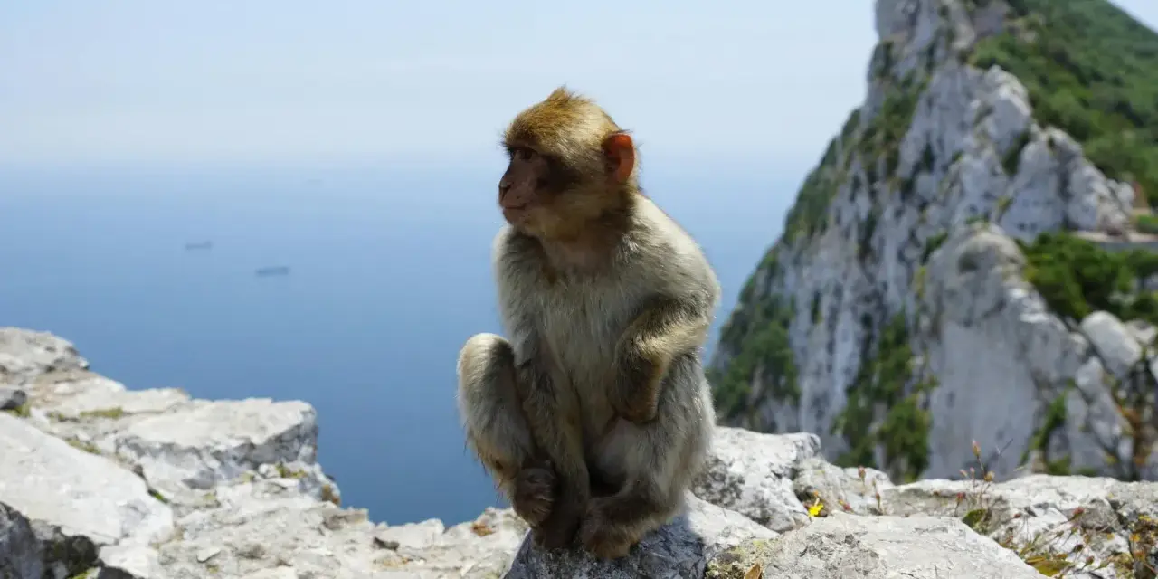 Małpka siedzi na skale na Gibraltarze. Czy na Gibraltar potrzebny jest paszport? Nie, ale warto mieć dowód osobisty.