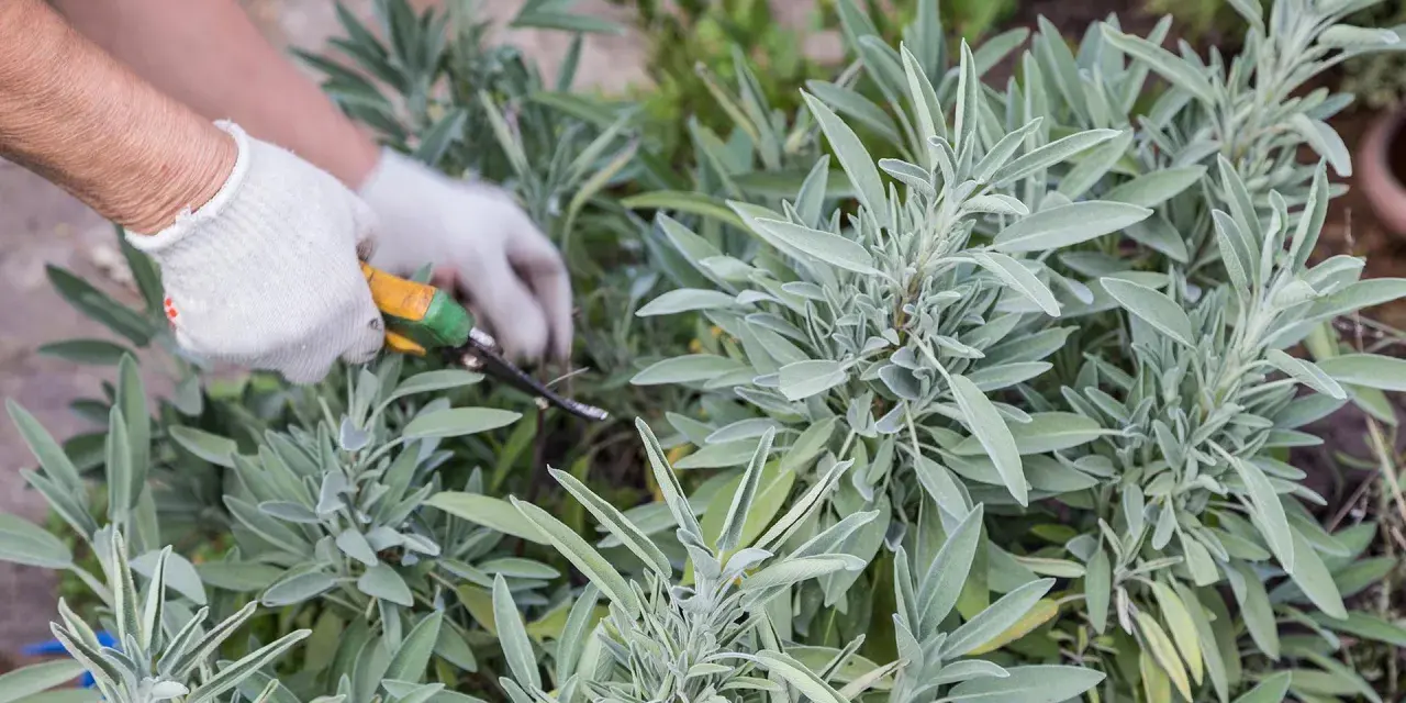Mit Handschuhen und einer Gartenschere werden frische Salbeiblätter geerntet.
