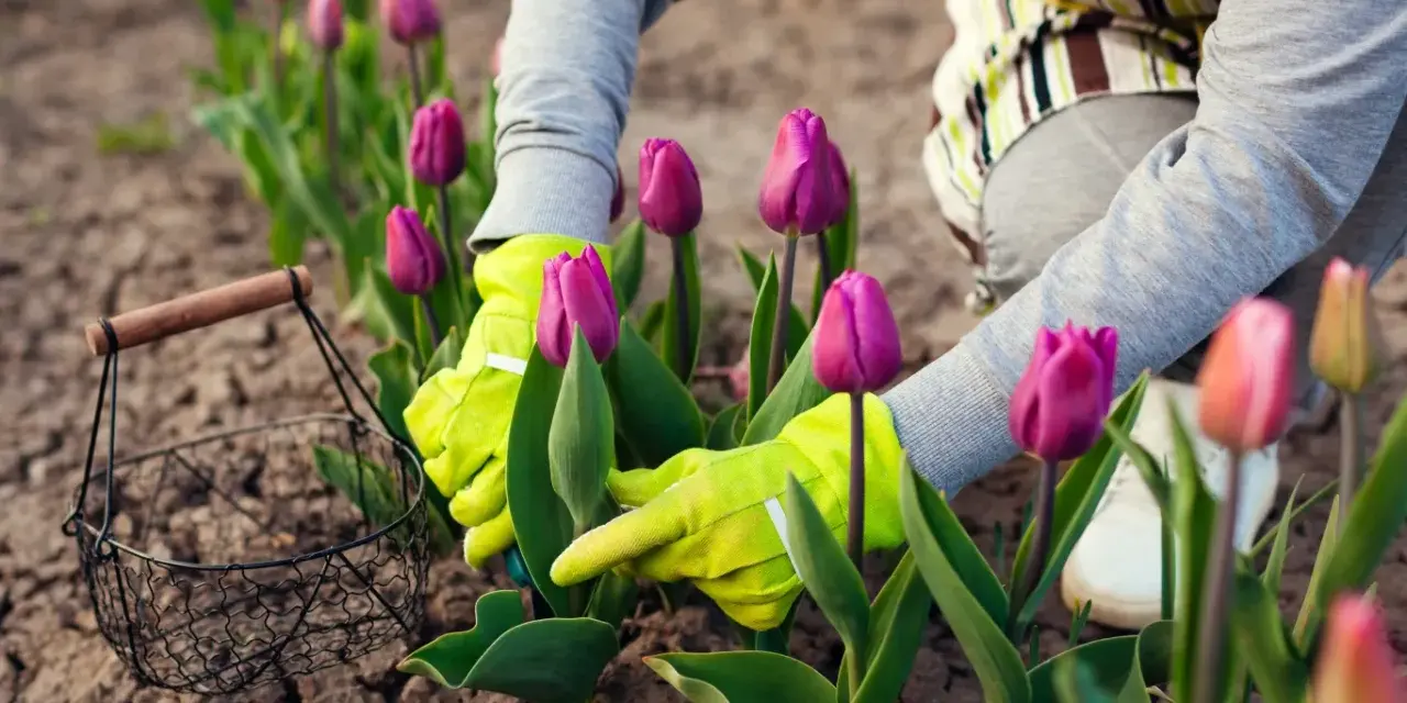 Ręce w zielonych rękawiczkach pielęgnują fioletowe tulipany. Rozpoczyna się uprawa tulipanów, a obok stoi koszyk.