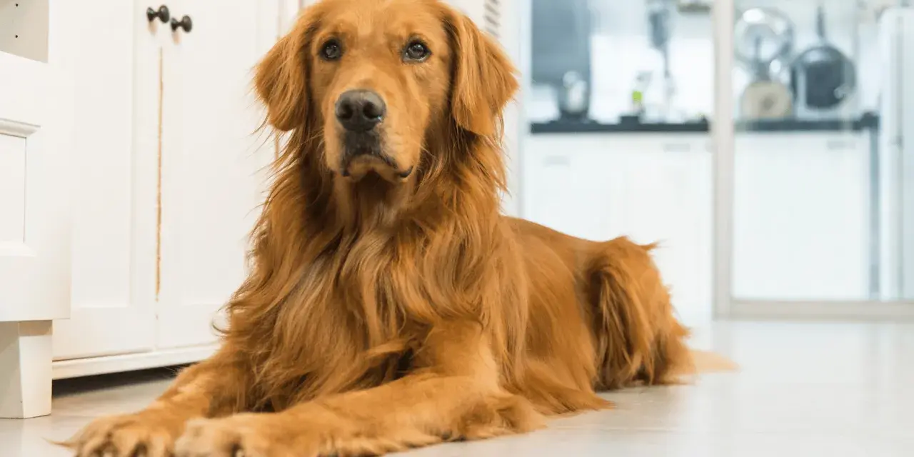 Czy golden retriever jest agresywny? Fakty, które zaskoczą każdego