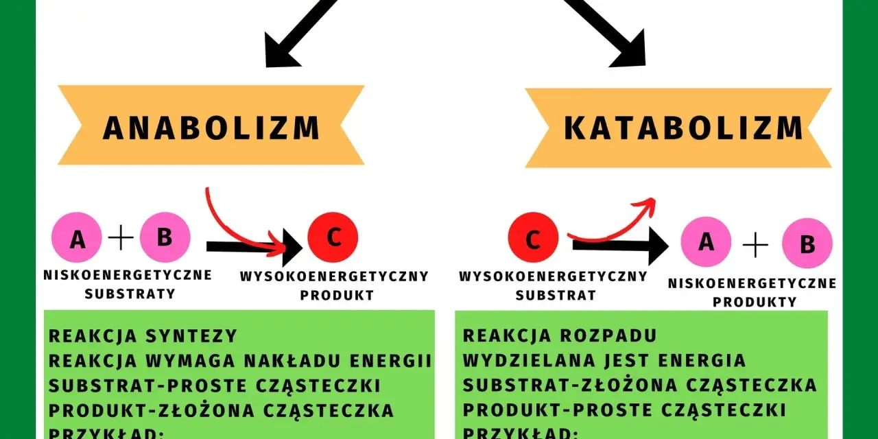 Metabolizm to suma reakcji chemicznych w organizmie. Anabolizm buduje złożone cząsteczki, katabolizm je rozpada, uwalniając energię.