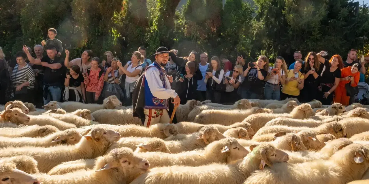 Tłum ludzi obserwuje pasterza w tradycyjnym stroju podczas szczawnickiego redyku. Owce tworzą gęste, jasne morze.