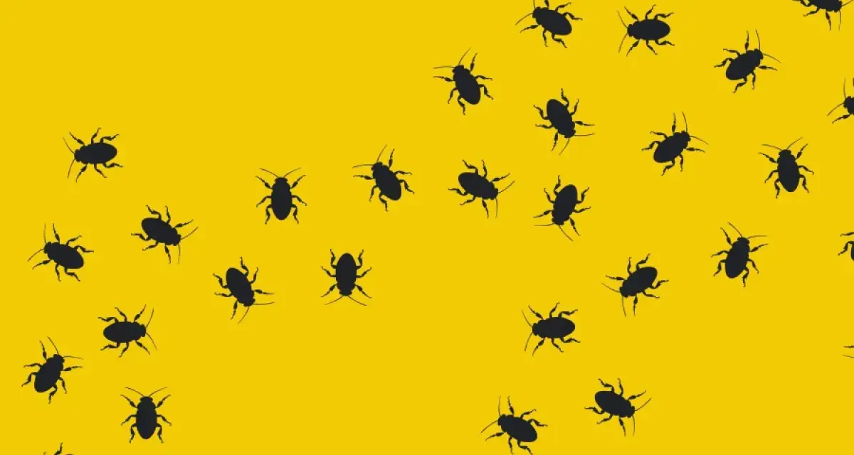 Muchas cucarachas negras se arrastran sobre un fondo amarillo brillante. Las cucarachas transmiten enfermedades.