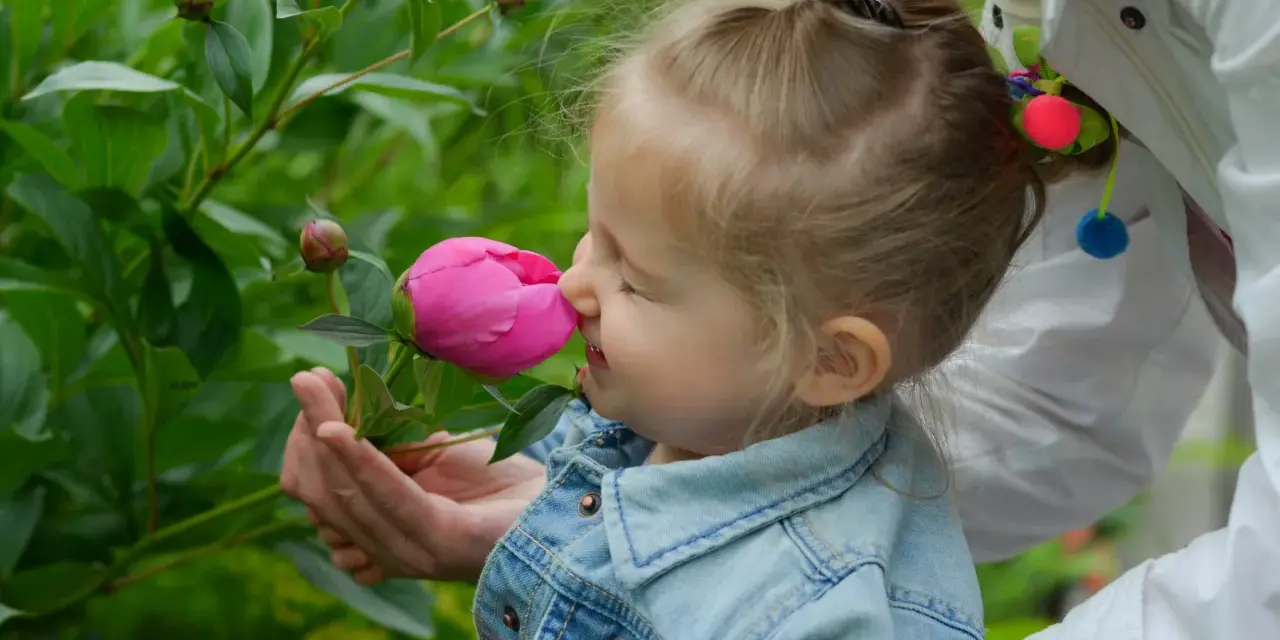 Liten flicka njuter av doften från en rosa pion. Hon har en jeansjacka och en vuxen håller blomman för henne.