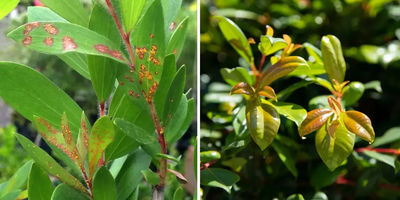 Links: Eukalyptusblätter mit orange-braunen Flecken, Anzeichen von Pilzbefall. Rechts: Gesunde, glänzende junge Blätter.