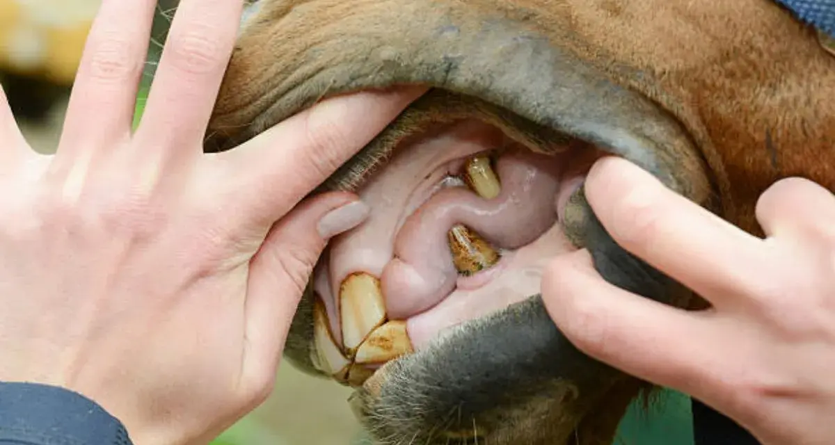 Examen de la bouche cheval : dents jaunies et gencives roses. Mains écartant les lèvres pour une inspection.