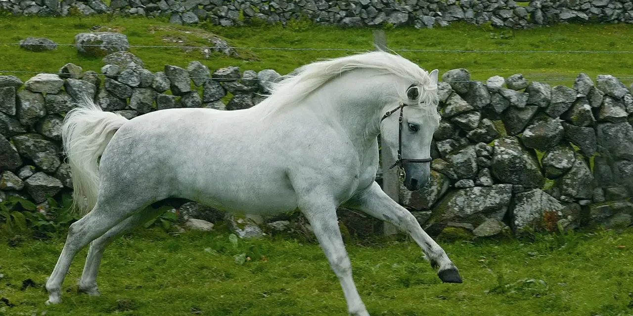 Magnifique etalon Connemara blanc galope dans un pré verdoyant, avec des murs de pierres sèches et des collines en arrière-plan.