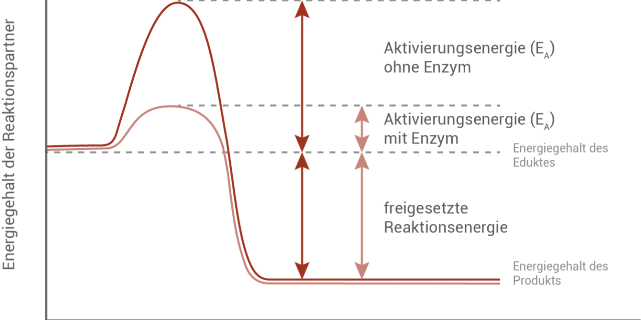 Diagramm zeigt, wie Enzyme die Aktivierungsenergie senken. Ohne Enzym ist die Aktivierungsenergie hoch, mit Enzym deutlich niedriger.