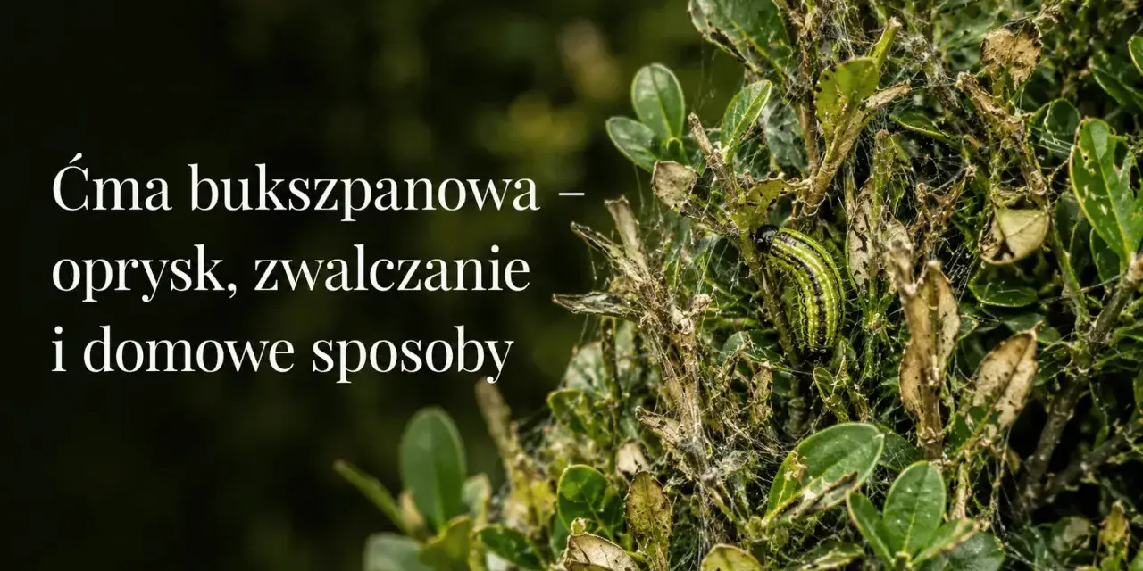 Ćma bukszpanowa niszczy krzew. Zobacz domowy sposób na ćmę bukszpanową i uratuj swój bukszpan.
