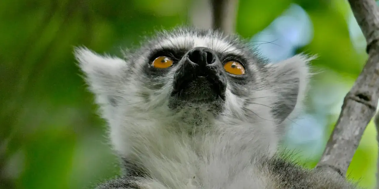 Lemur z Madagaskaru wpatruje się w niebo, jego bursztynowe oczy błyszczą w zieleni.