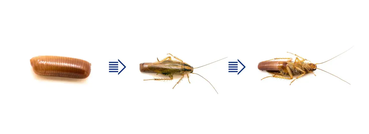 Ciclo de vida de la cucaracha alemana: de ooteca (huevos de cucaracha alemana) a ninfa y adulto.