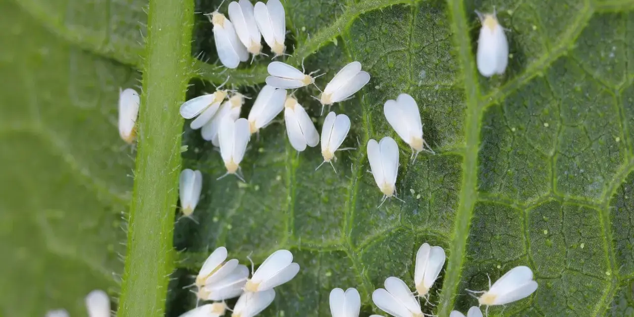 Un gruppo di mosca bianca su una foglia verde. Questi piccoli insetti bianchi si nutrono della linfa delle piante, causando danni.