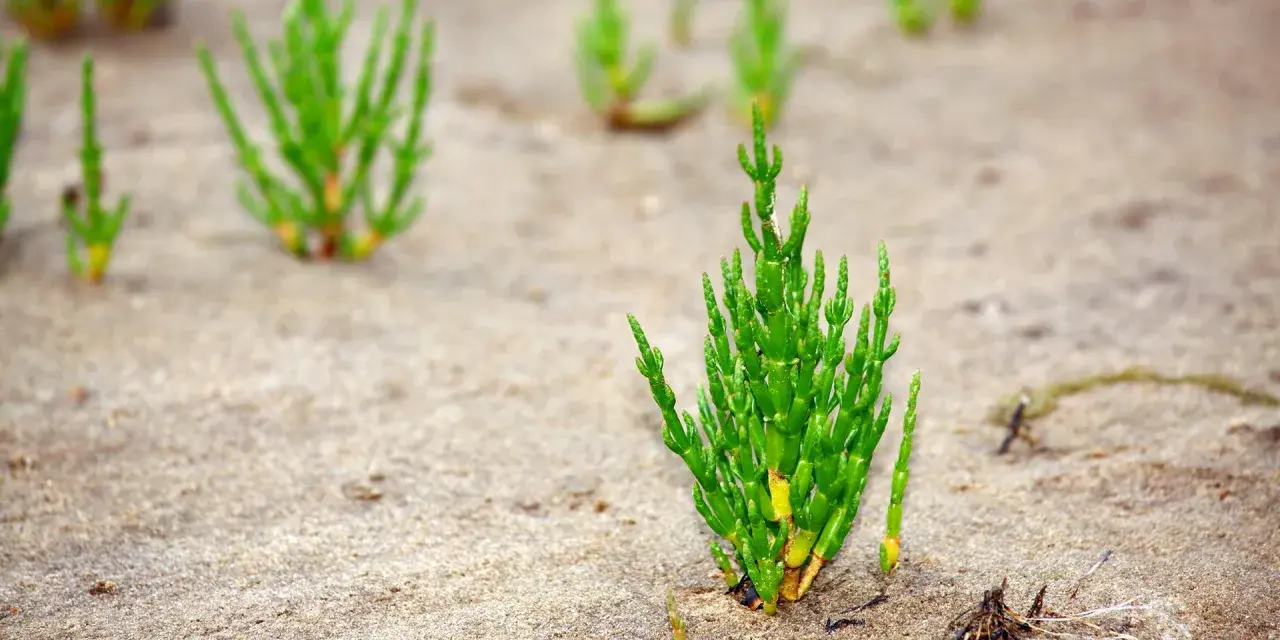 Grüne Queller-Pflanzen wachsen im Sand an der Nordsee.