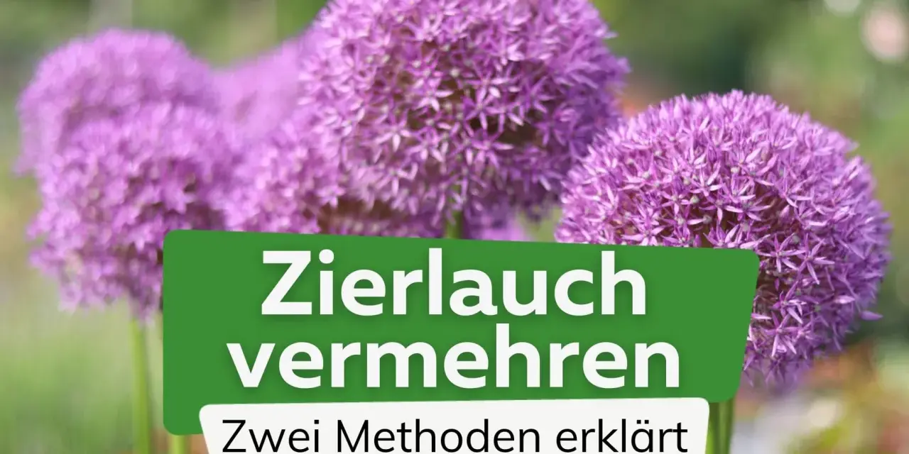 Zierlauch vermehren: So einfach gelingt es! Zwei Methoden erklärt, um mehr dieser wunderschönen Blütenbälle im Garten zu haben.