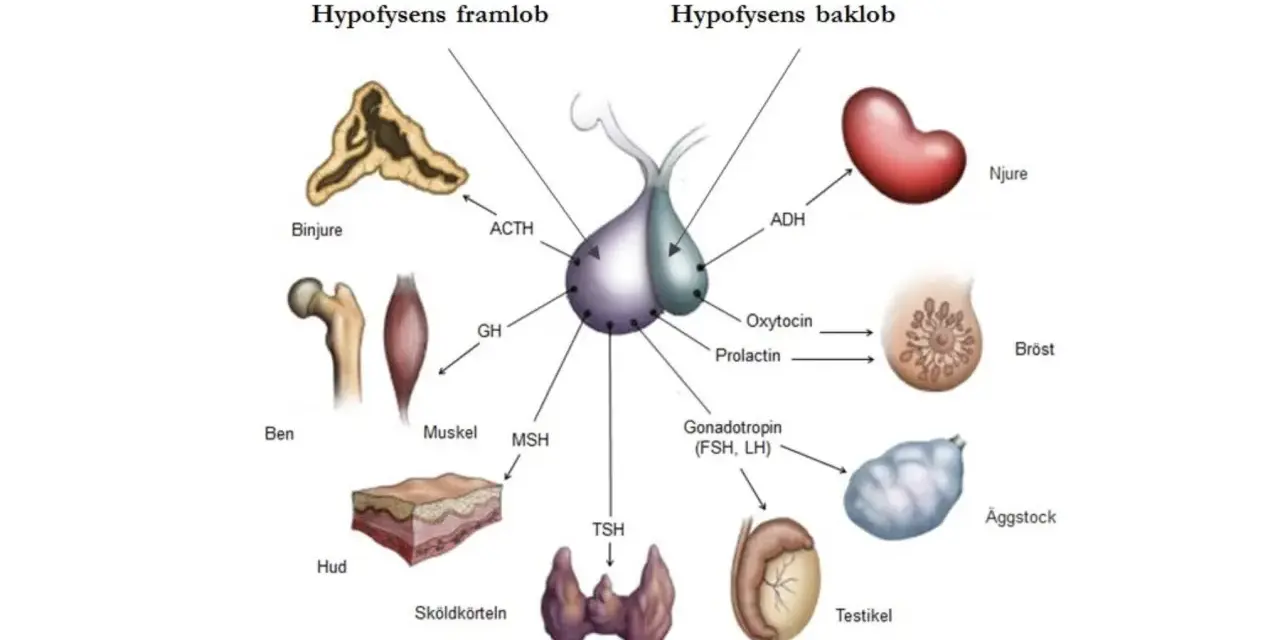 Diagram över hypofysen och dess hormoner som påverkar binjurar, ben, muskler, hud, sköldkörtel, njurar, bröst, äggstockar och testiklar. En hormonell obalans kan påverka dessa system.