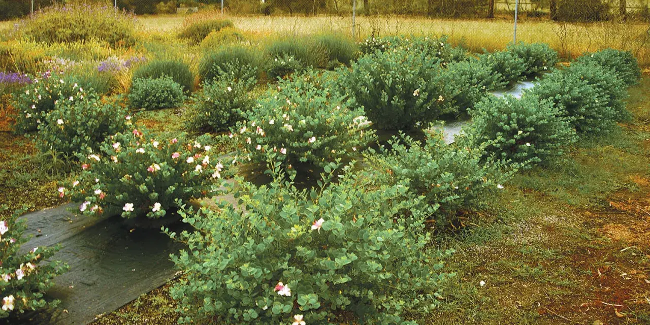 Fält med buskar som odlas för att odla kapris. Blommorna är vita och rosa.