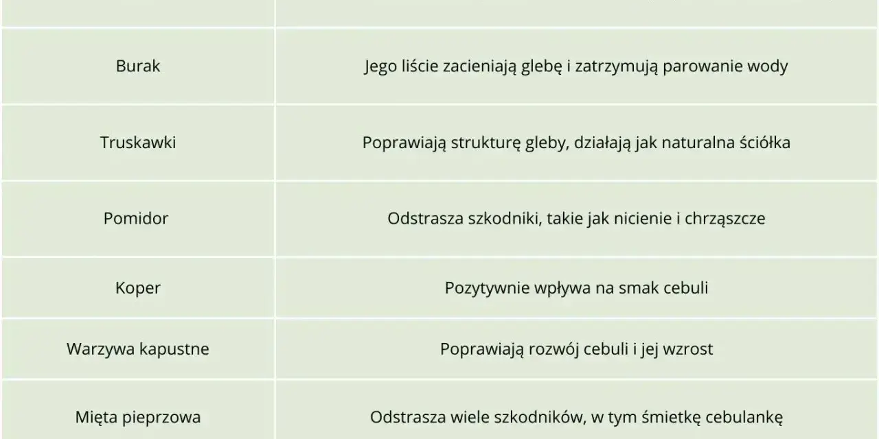 Tabela podpowiada, co sadzić obok cebuli: marchew, truskawki, pomidor, koper, warzywa kapustne, mięta, nagietek.