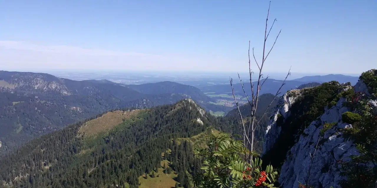Blick von der Brander Alm über bewaldete Berge ins Tal. Ein kahler Ast und rote Beeren im Vordergrund.