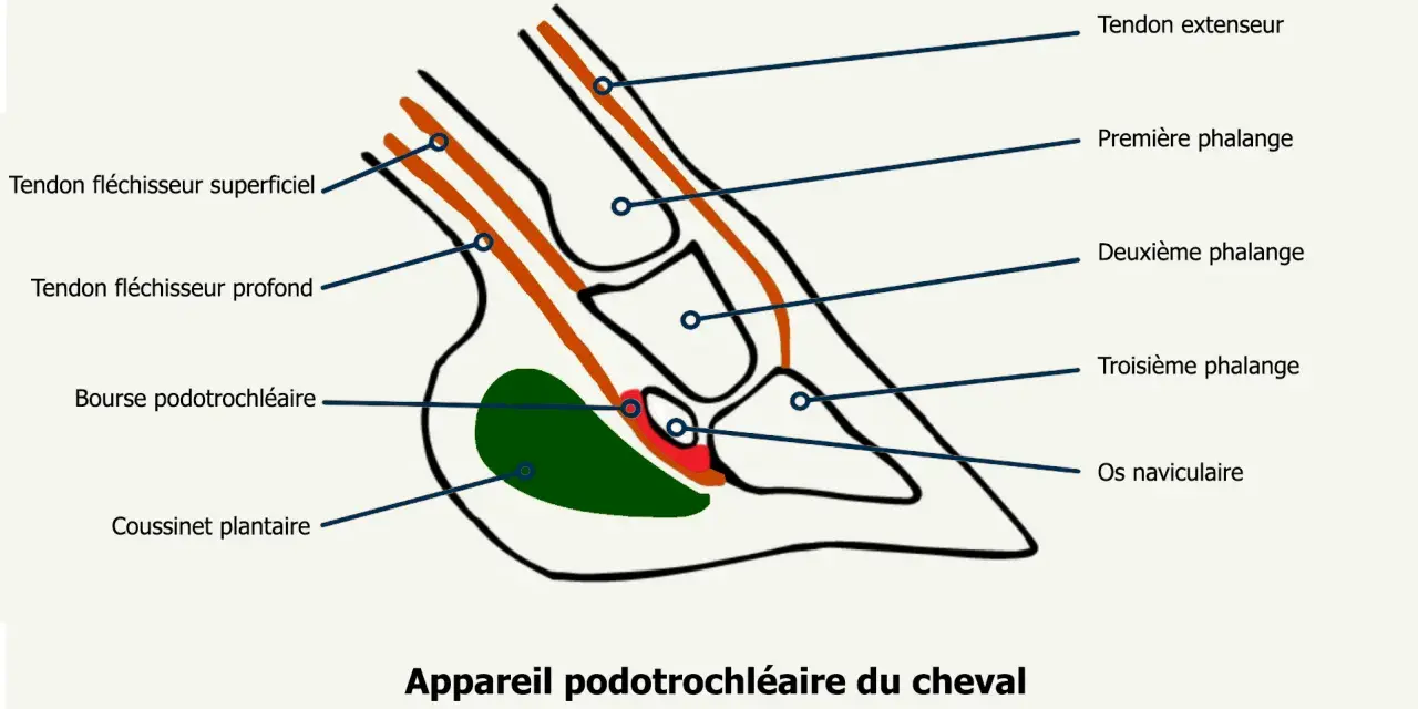 Schéma de l'appareil podotrochléaire du cheval, montrant tendons, phalanges, bourse et coussinet.