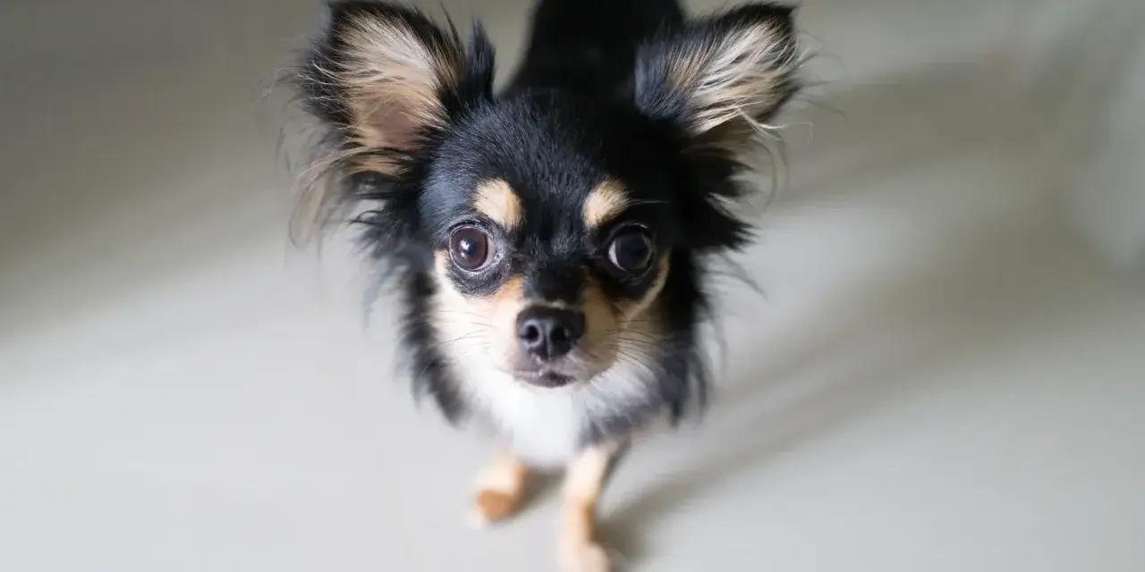Uroczy chihuahua z dużymi uszami, czarno-złote umaszczenie. Zastanawiasz się nad chihuahua cena?