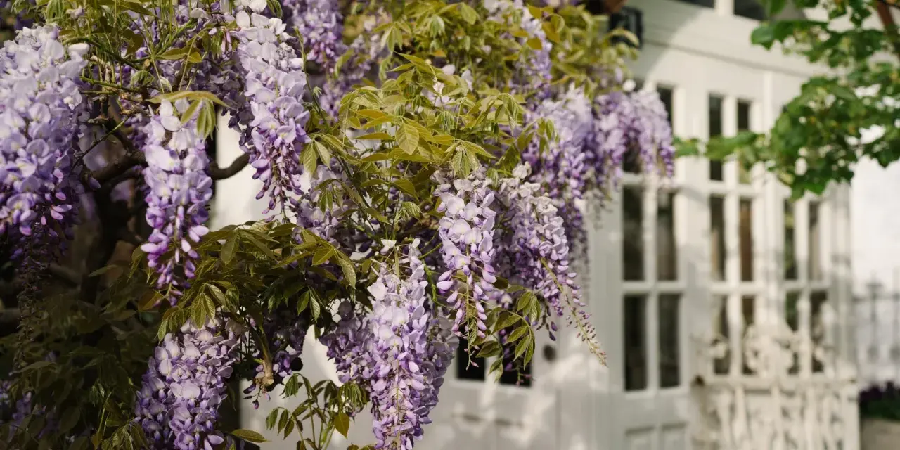 Cascada de glicina morada adorna una casa blanca. La glicina planta propiedades medicinales y decorativas.