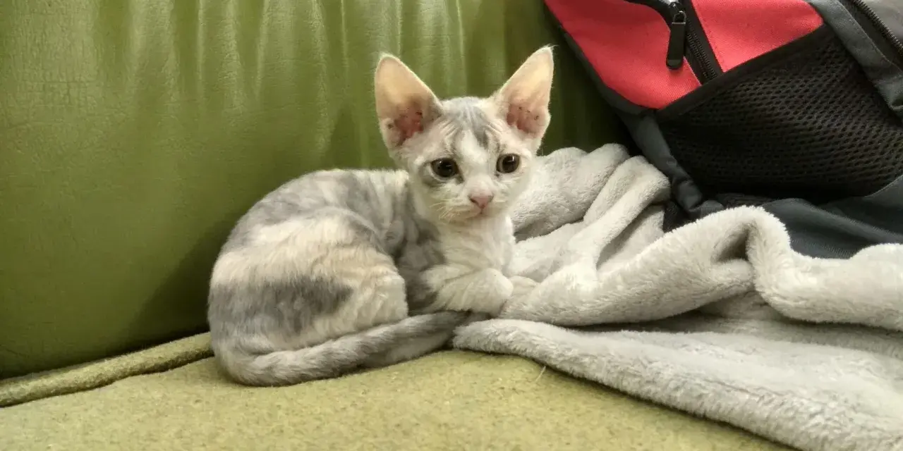 Mały kotek rasy Devon Rex o szaro-białym umaszczeniu siedzi na zielonej kanapie obok koca.