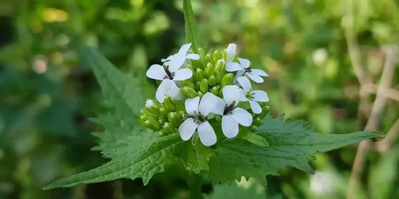 Kleine weiße Blüten der essbaren Knoblauchsrauke auf grünem Blattwerk.