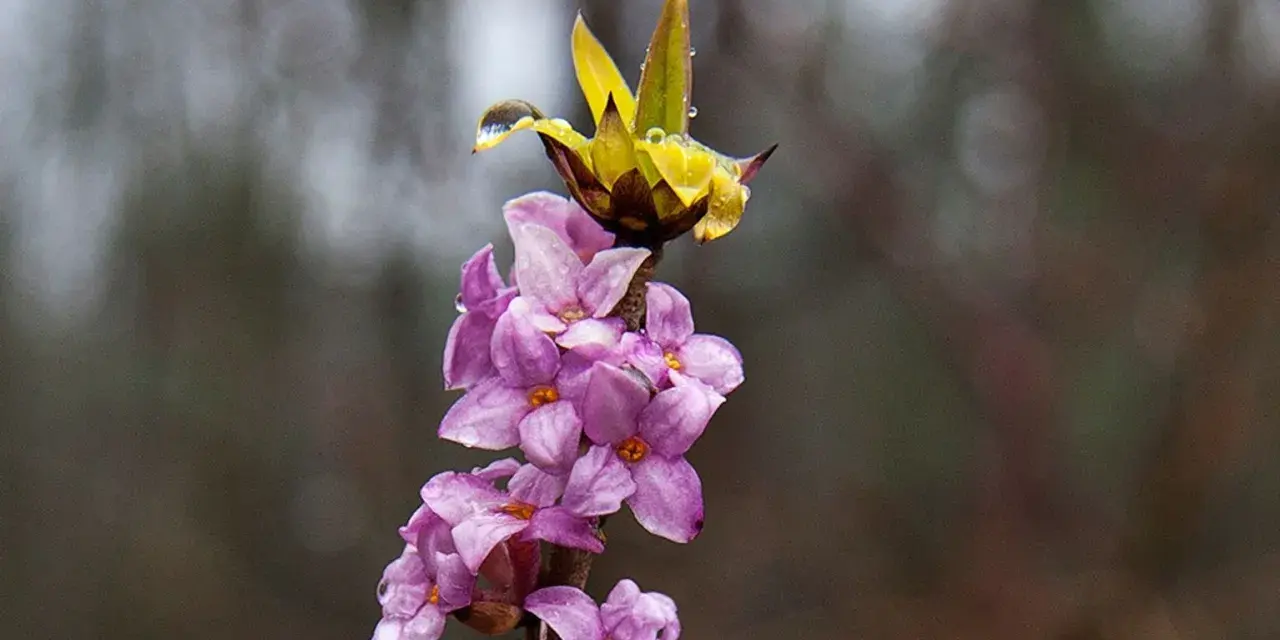 En gren med lila blommor och en gul knopp, täckt av vattendroppar. Tibast är vacker men giftig.