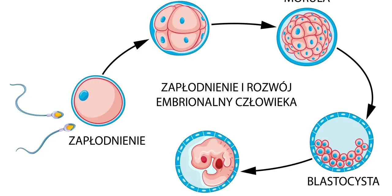 Schemat zapłodnienia i rozwoju zarodka: zapłodnienie, zygota, morula, blastocysta, embrion. Zagnieżdżenie zarodka następuje po kilku dniach.
