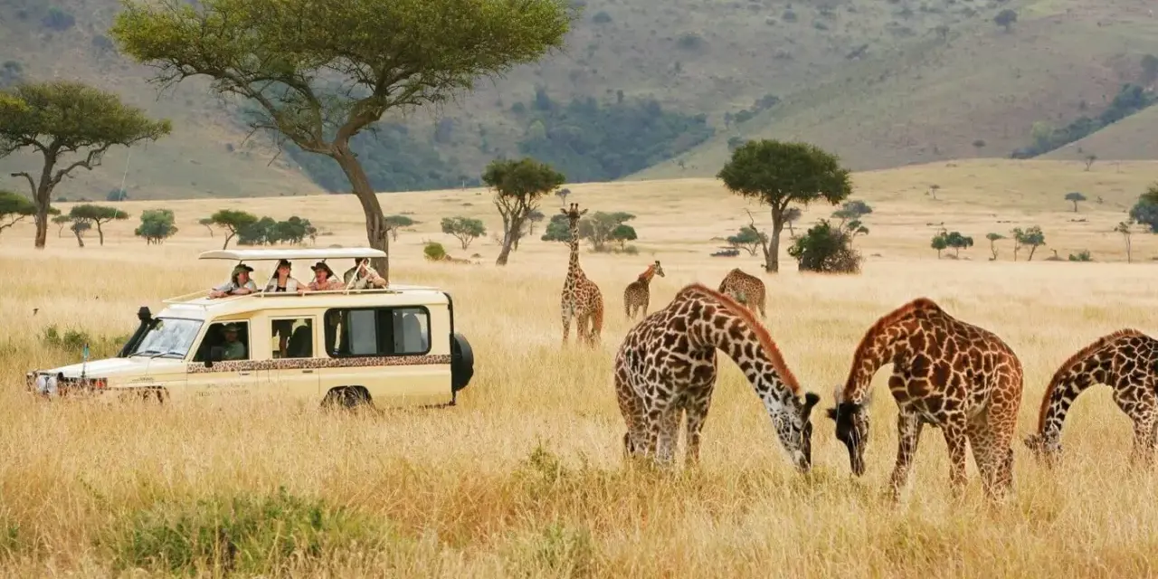 Safari w Kenii: żyrafy pasące się obok samochodu z turystami to jedne z głównych atrakcji Nairobi.