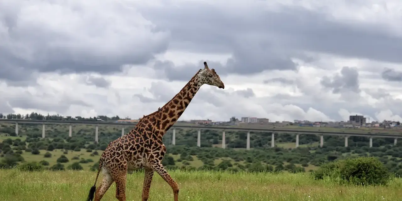 Długa szyja żyrafy na tle miasta i wiaduktu w parku narodowym Nairobi.