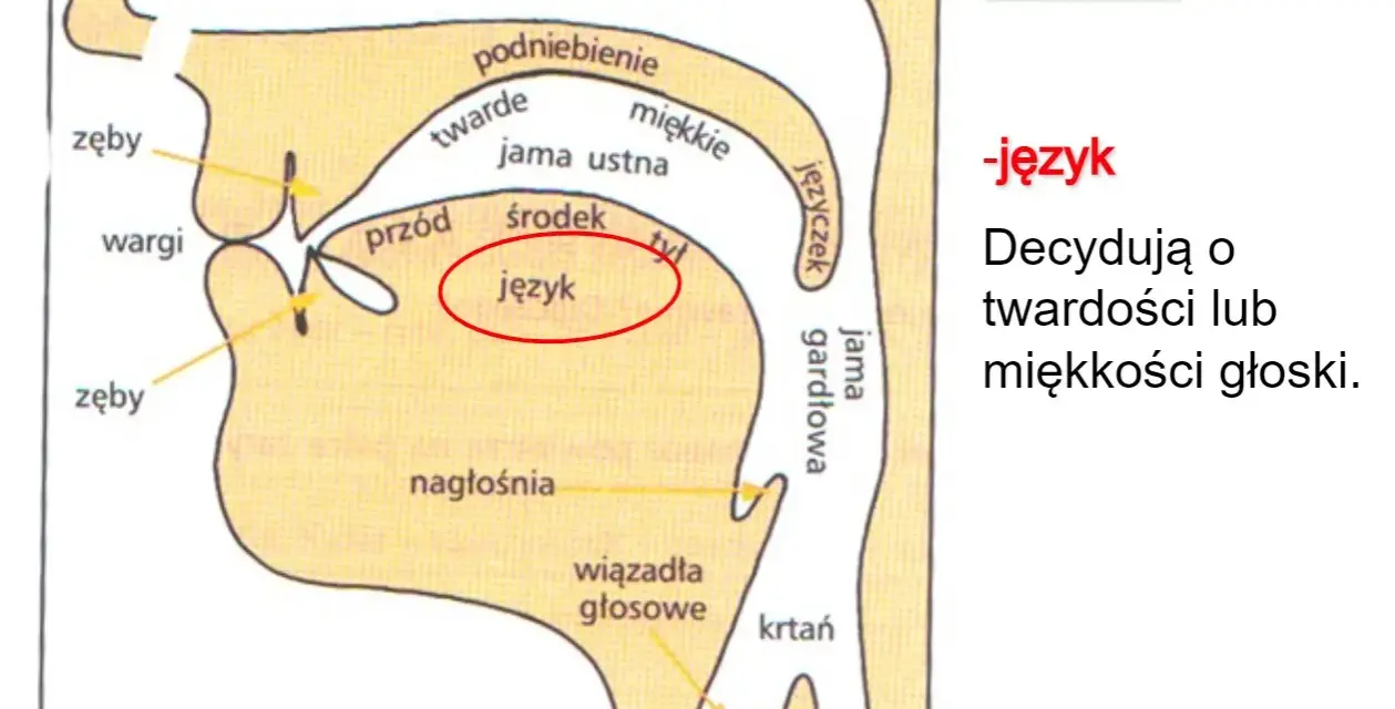 Schemat narządów mowy z zaznaczonym językiem, kluczowym dla głosek ustnych i nosowych.