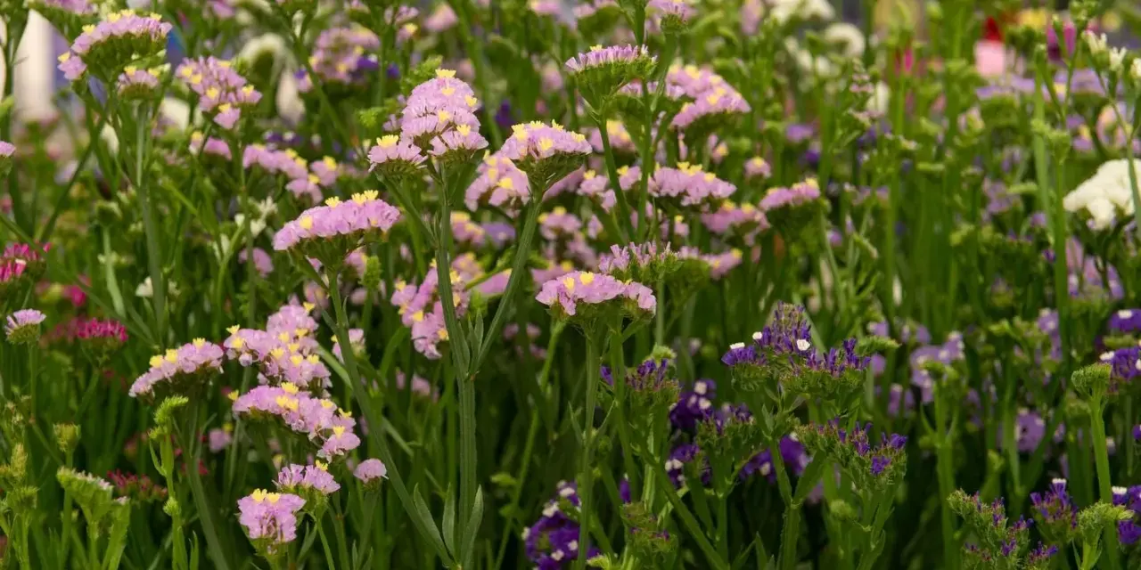 En blomsteräng med lila perenner och små gula detaljer. Vissa blommor är ljust rosa, andra mörkt lila.