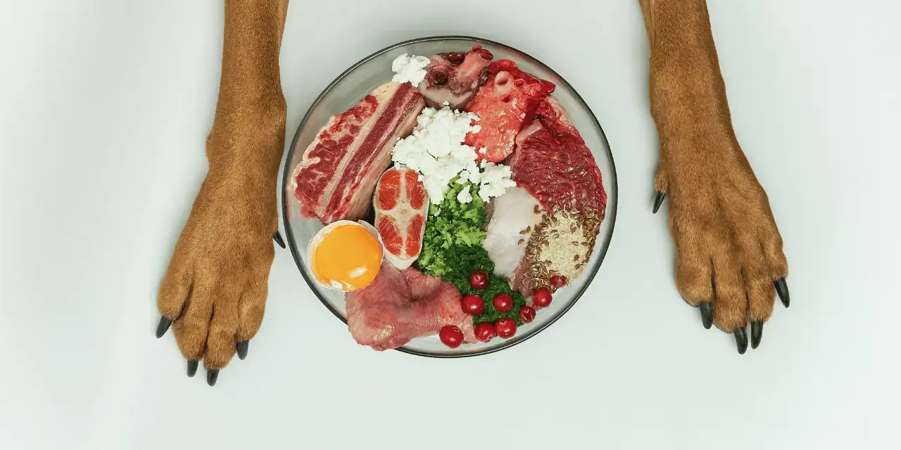 Pattes de chien encadrant une assiette de nourriture crue : viande, œuf, fromage, légumes. Avant le repas, après le repas, le chien est prêt !