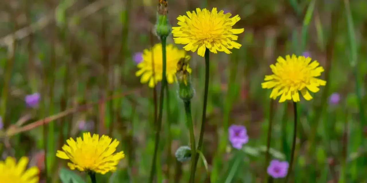 Fleurs jaunes éclatantes, certaines avec des bourgeons, dans un champ verdoyant parsemé de petites fleurs violettes. Attention, certaines de ces fleurs peuvent être une plante toxique pour les chevaux.