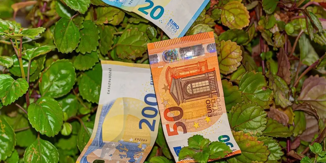 Billetes de euros (20, 50 y 200) entre las hojas de una planta del dinero interior o exterior.
