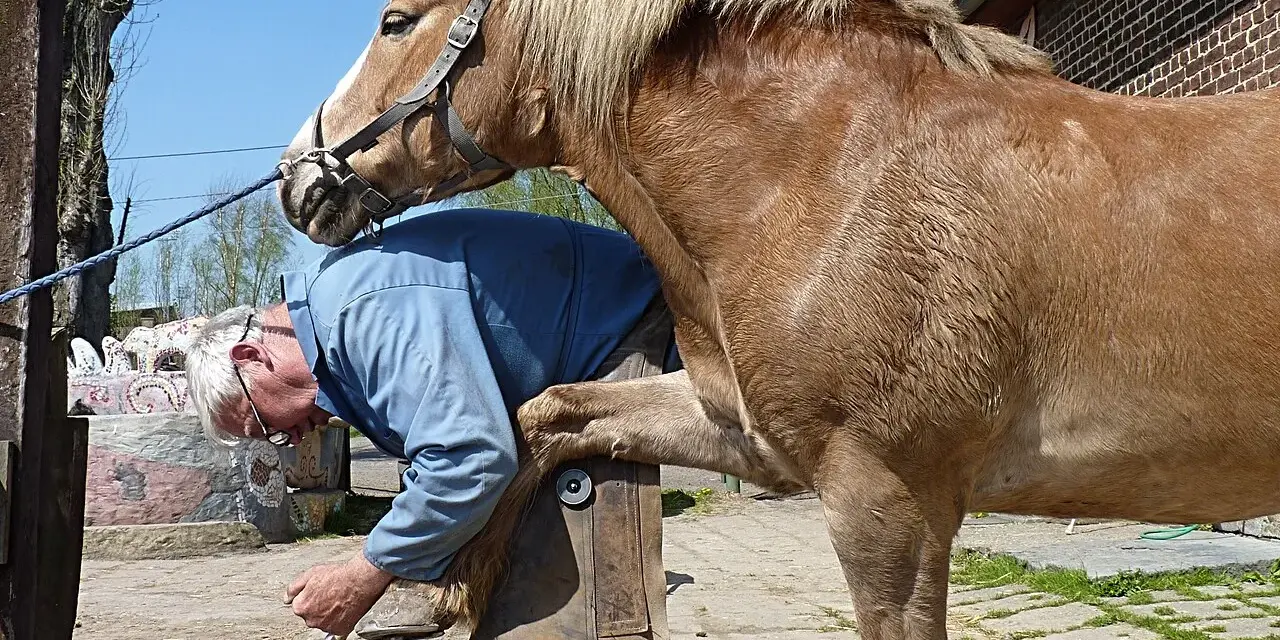 Un maréchal-ferrant travaille sur le sabot d'un cheval, préparant différents types de fer à cheval pour le confort de l'animal.