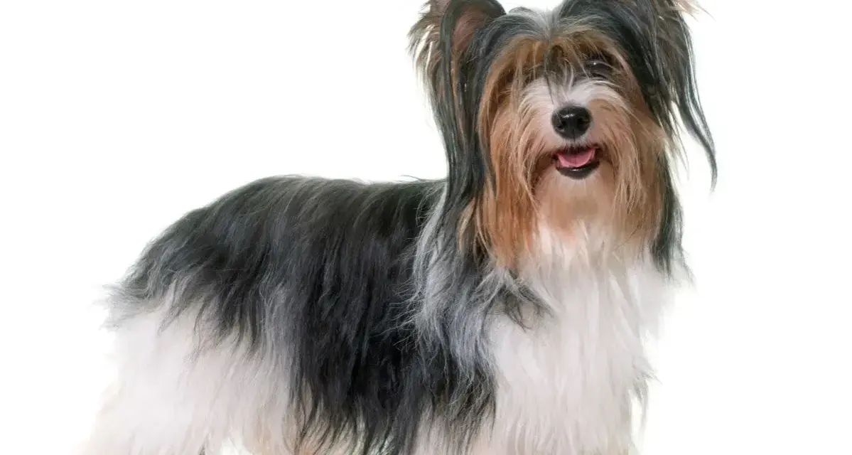 Uroczy Biewer Yorkshire Terrier z długą, trójkolorową sierścią. Poznaj jego wady i zalety.