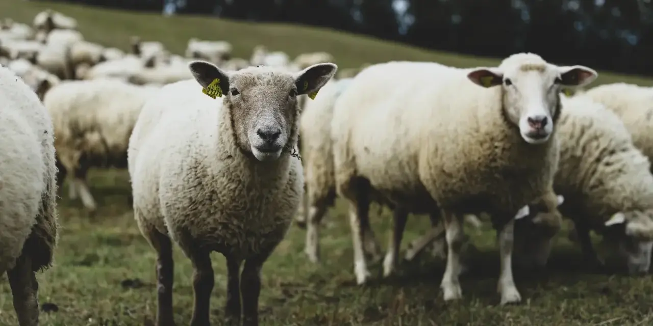 Eine Herde Schafe auf einer grünen Wiese. Ein Schaf blickt direkt in die Kamera, seine Ohren mit gelben Ohrmarken sind sichtbar. Die Tiere sind mulesing free.