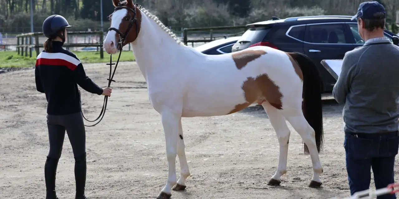 Un magnifique cheval pie est présenté par une cavalière, tandis qu'un homme note des observations. Un check in etalon est en cours.