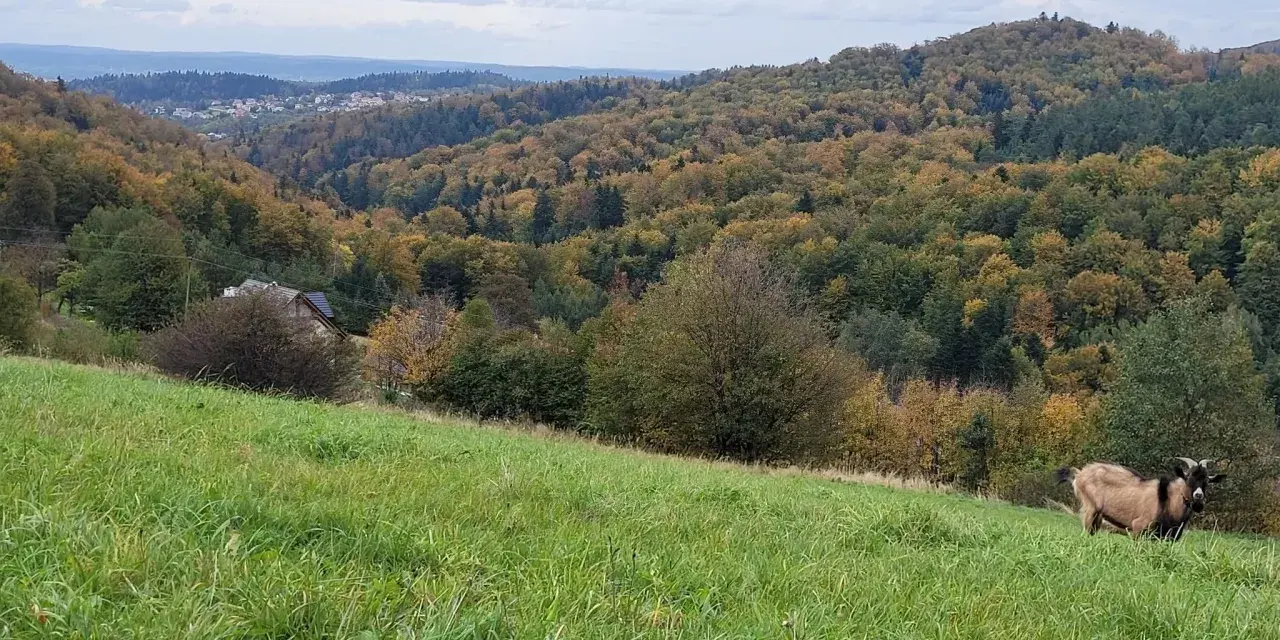 Koza na zielonej łące, w tle jesienne lasy i miasteczko na zboczu. Góra przypomina kształtem żabią.