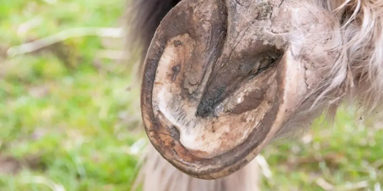Gros plan sur un pied de cheval, montrant une zone sombre et potentiellement infectée, suggérant un abcès au pied du cheval.