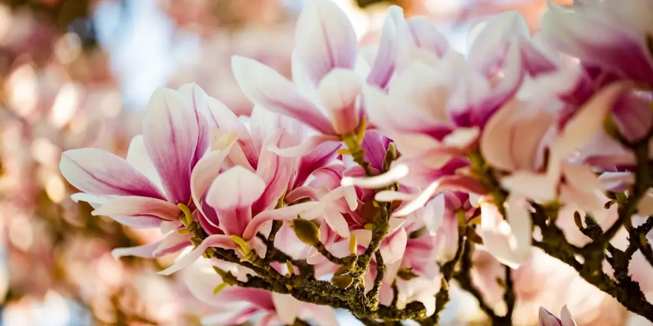 En gren med vackra, rosa och vita magnoliablommor som blommar ut. En perfekt klippa magnolia för våren.