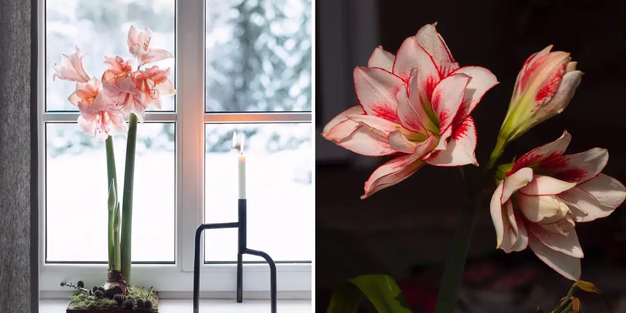 Två vackra snitt amaryllis, en i fönstret med snö utanför, den andra i mörker med röda kanter.