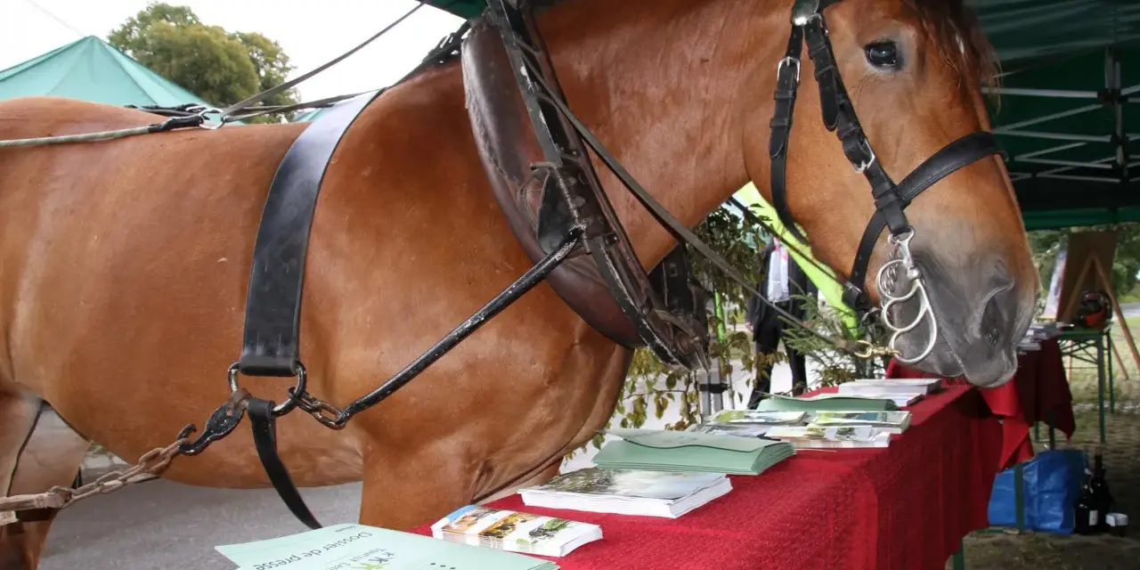 Un majestueux cheval de trait, harnaché, se tient près d'une table couverte de brochures.